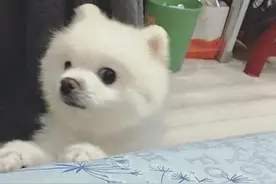 动物们偷看，这表情也是醉了图片
