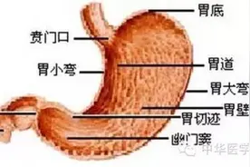 不可不知的胃图片