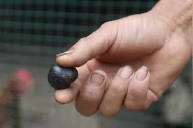 母鸡不下蛋，他一怒宰了，却在体内发现价值上万的宝图片