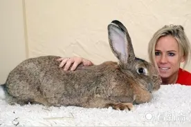 身长133cm 这只兔子真的“人高马大”图片