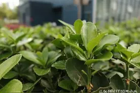 银行级安全芯片—安全芯高度，360Q5plus测评图片