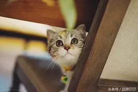 美丽小猫养成记图片