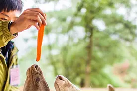 长臂猿献歌熊大伴舞 周末去云南野生动物园狂欢啦！图片