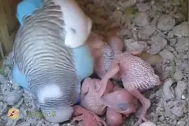 野生虎皮鹦鹉在巢穴繁育后代，夫妻同心协力共同养育它们的孩子们视频封面