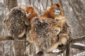 迪斯尼大片《我们诞生在中国》票房逆袭，揭秘“主角”生活真相图片