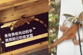 我的被抽日常之绿鬣蜥 － ［红鬣篇］图片