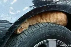 汽车被老鼠光顾 该怎么办？图片