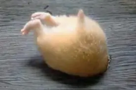 仓鼠的屁屁，短小的尾巴，大大的魅力图片