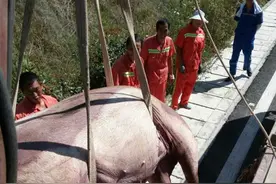 两头肥猪掉落高速路 交警帮忙联系车主找回图片