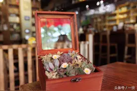 青岛90后钢琴美女老师，把多肉植物养成了艺术，美的无法呼吸图片