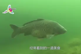 世界上最大的鲤鱼，被评为“最丑的鲤鱼”，现已濒临灭绝视频封面