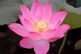 为何莲可作佛教象征？从何时开始？图片