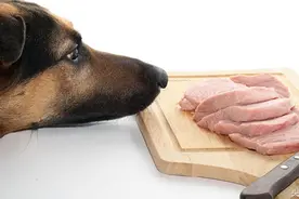 为什么你的狗狗需要多吃肉和少吃狗粮（和较少的碳水化合物）图片