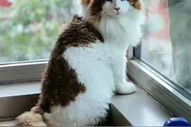 世界上最大的猫！13公斤的猫界网红其实内心很软萌图片