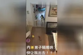哈士奇看到家里又来了一只狗，就开始了各种的疯狂操作！