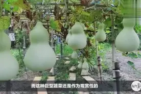 一个葫芦长一百多斤，巨型葫芦里面会不会有葫芦娃，非转基因哦