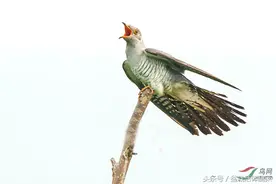 在农村，有一种鸟，每个人都难以忘怀图片