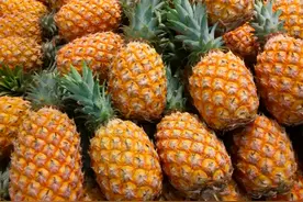 菠萝是长在树上还是地上，不知道的进来咱们俩聊。图片