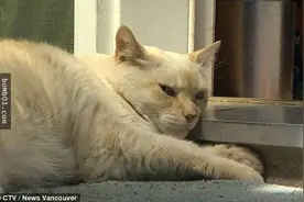 16岁猫咪凭藉干翻7只比特犬的战绩，成为喵界一霸图片