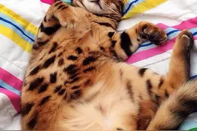 猫咪：我是一只披着虎皮的猫，天生贵族图片
