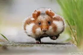 鼠鼠们的颜值还真不赖，任何表情治愈力都MAX图片