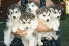 萌萌的阿拉斯加雪橇犬，长大后却变成最强守护者！图片