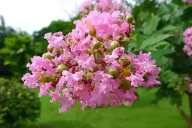 天河｜如果说紫薇花像紫薇格格，那什么花像还珠格格呢？图片