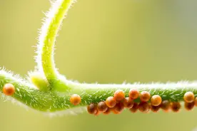 丑陋毛毛虫卵，破茧而出成化身美丽蝴蝶图片