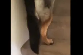 德牧被小奶猫萌翻，做出令人哭笑不得举动，吓蒙小奶猫图片