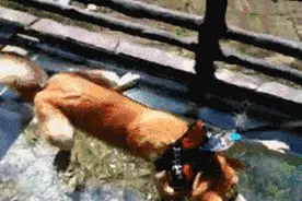 这种高空玻璃栈道，别说人，狗都跪了图片