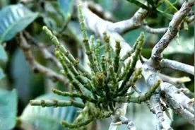 螃蟹脚炖鸡图片