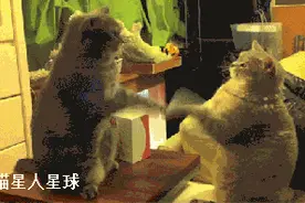 喵星人决战于大衣柜之巅图片