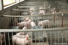 “十不”走是养好断奶仔猪的决胜砝码！图片