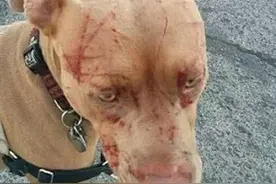 宠物界的李小龙，以一敌七将7只斗牛犬打进医院图片