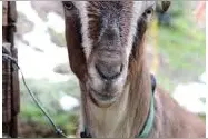 你想亲亲我吗？鼻子下面为什么会有一条凹槽！图片