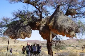 树上大量的干草堆，到底是干什么用的？你见过吗？图片