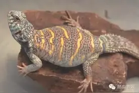 爬行宠物之“蜥蜴”寿命大全图片