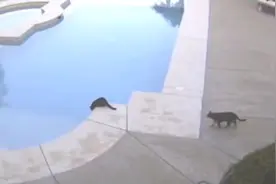 猫咪只想打个招呼，没想到却把对方吓得掉进水里图片