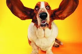 狗狗的耳朵一高一低是怎么回事，有什么方法治理吗？图片