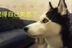 主人想养多养一只狗狗，哈士奇看到立马就不乐意了，好大的脾气呢图片