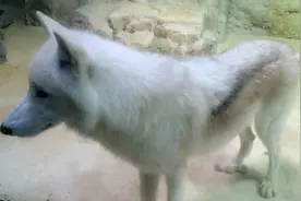 长沙动物园恐怖北极狼图片