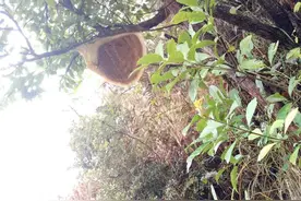 云南大森林里独有的天然美味——野峰蜜图片