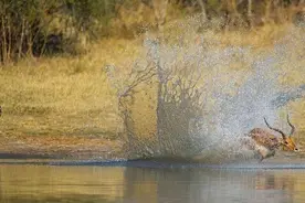 鬣狗围攻羚羊，羚羊确实被咬死但是你猜是啥样的结局让野狗崩溃！图片