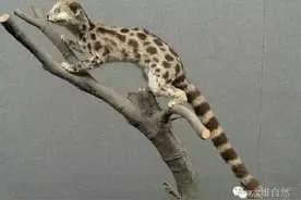 夜闯民宅小狸猫,是二级保护动物斑林狸，却也曾被大量捕杀图片