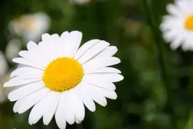 有个优秀的哥哥/姐姐是什么样的感受？图片