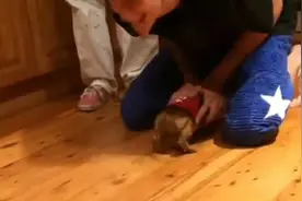 跑跑腊肠犬，和主人玩这个游戏太高兴了图片