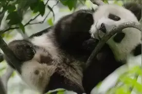 动物园园长：兔子吃太多胡萝卜对牙齿不好，雪豹一天要吃掉90块图片