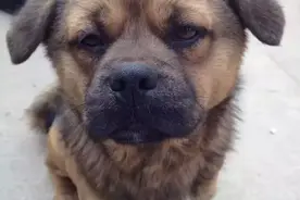 狗13岁多了，现在生活不能自理，我能让它安乐死吗？图片