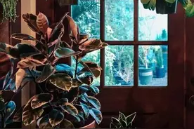 橡皮树为啥叫“黑金刚”？你看过它的果子么？图片