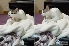 猫咪舔绒毛外套舌头被卡住　「救...救我一下好吗？」图片